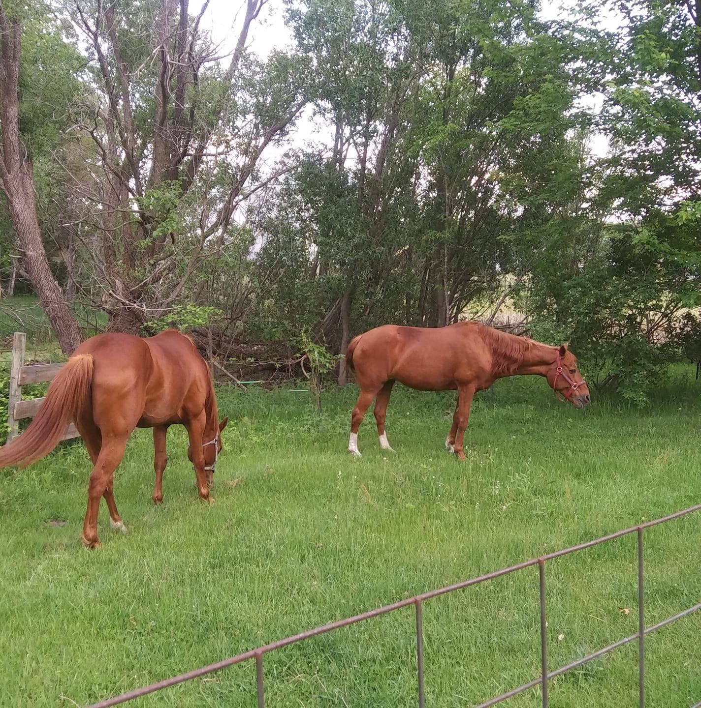 Barrel Racing Tack Swap/Discussion Page | My mustang mix mare is mutton ...