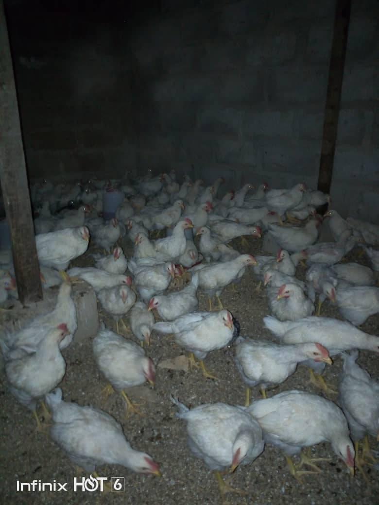 Ferme Coco-Rico