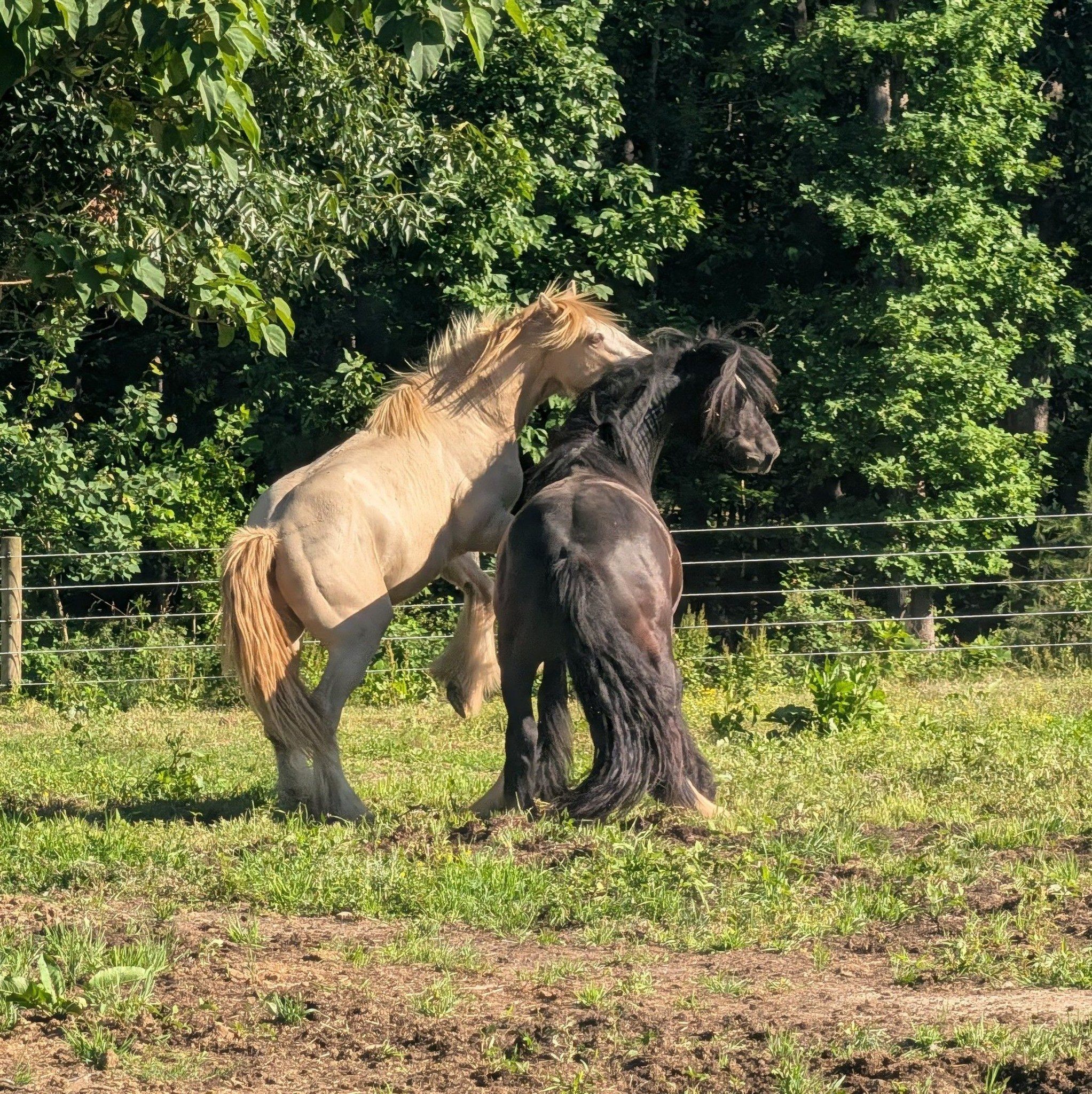 In search of Gypsy Vanner Colt in KY | Facebook