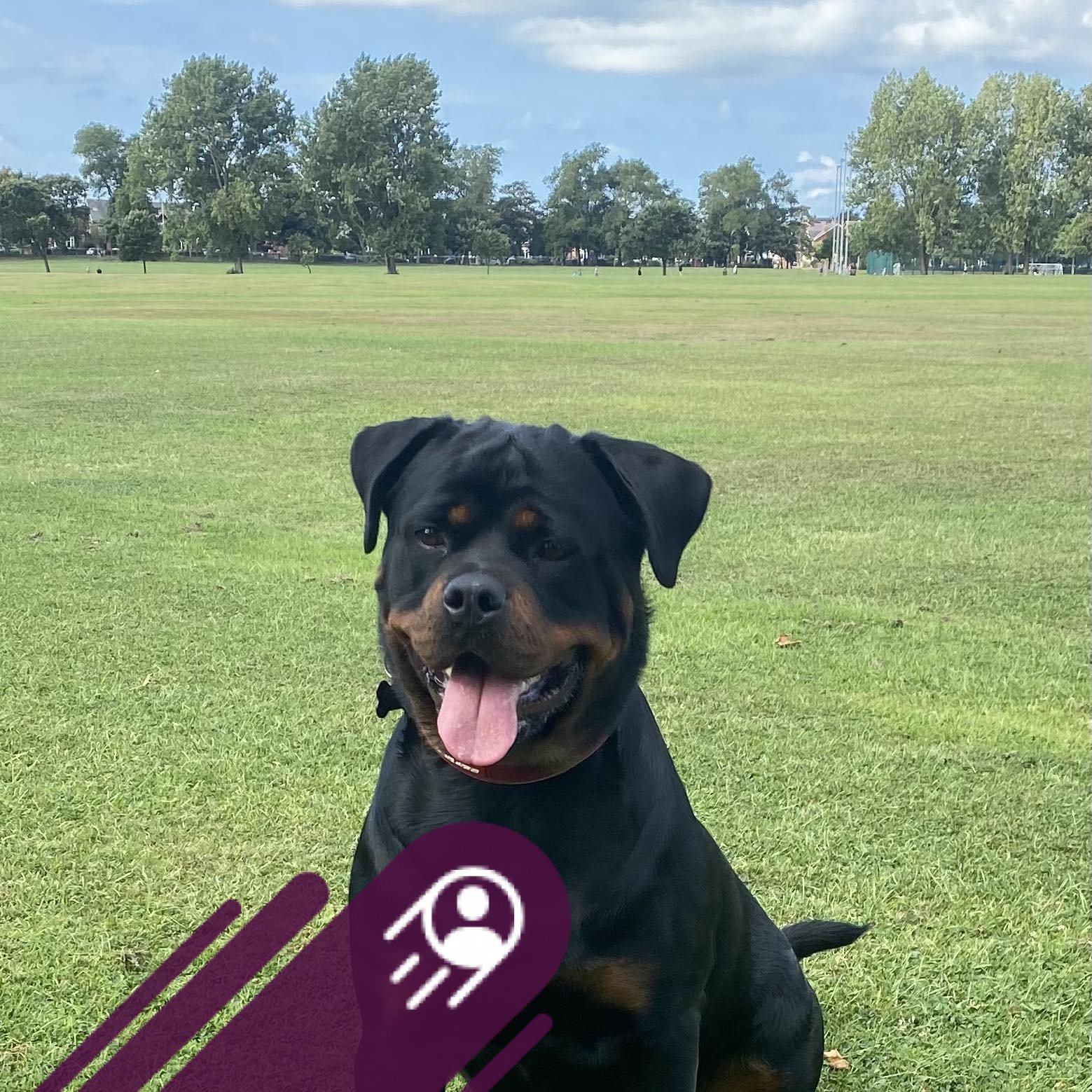 Goldogs Rottweilers