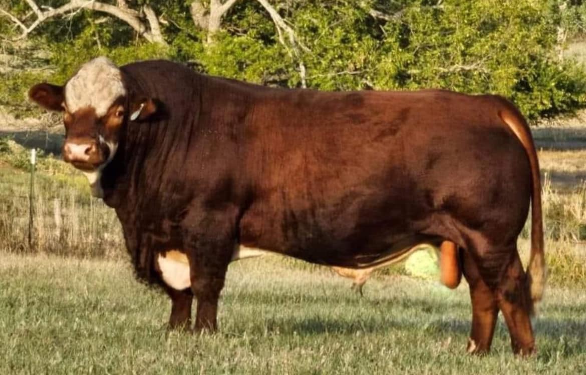 Rugged R Cattle Co. | Wisner LA