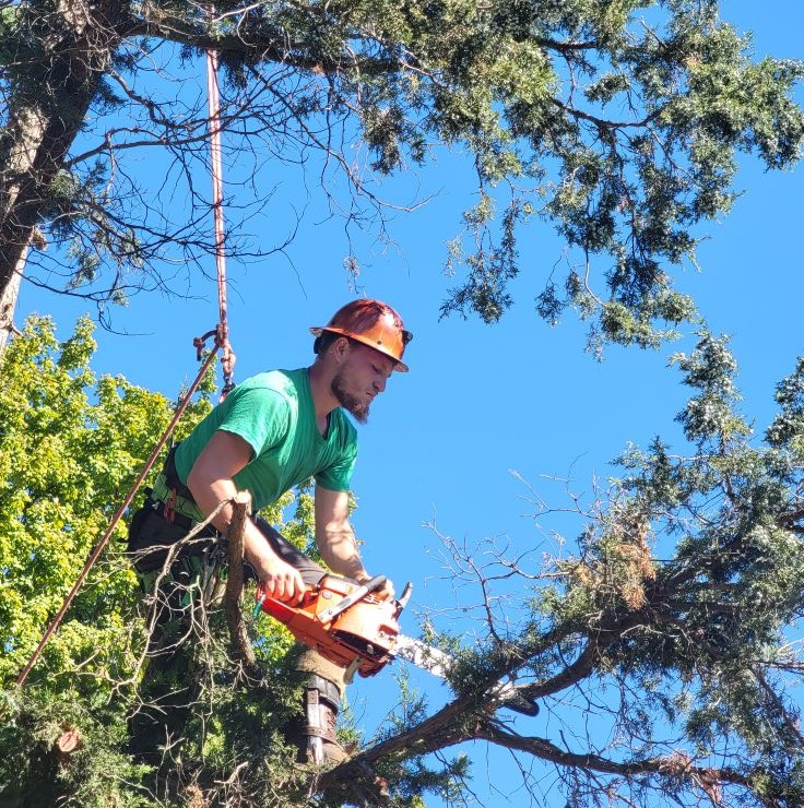 Murphy's Tree Service