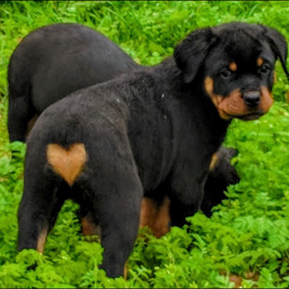 TNT Rottweilers | Harrah OK