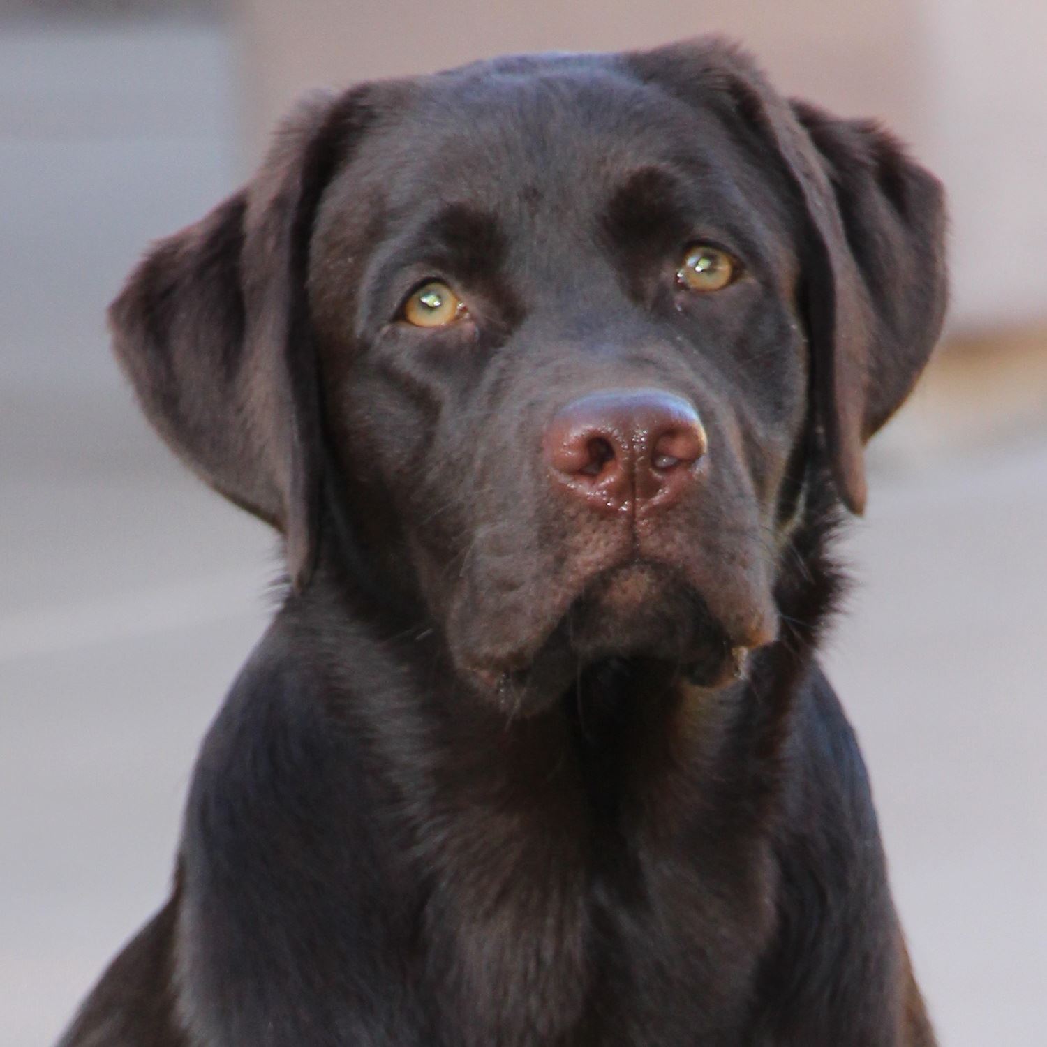 Two weeks ago the Labrador Retriever... - Sinagua Labradors | Facebook