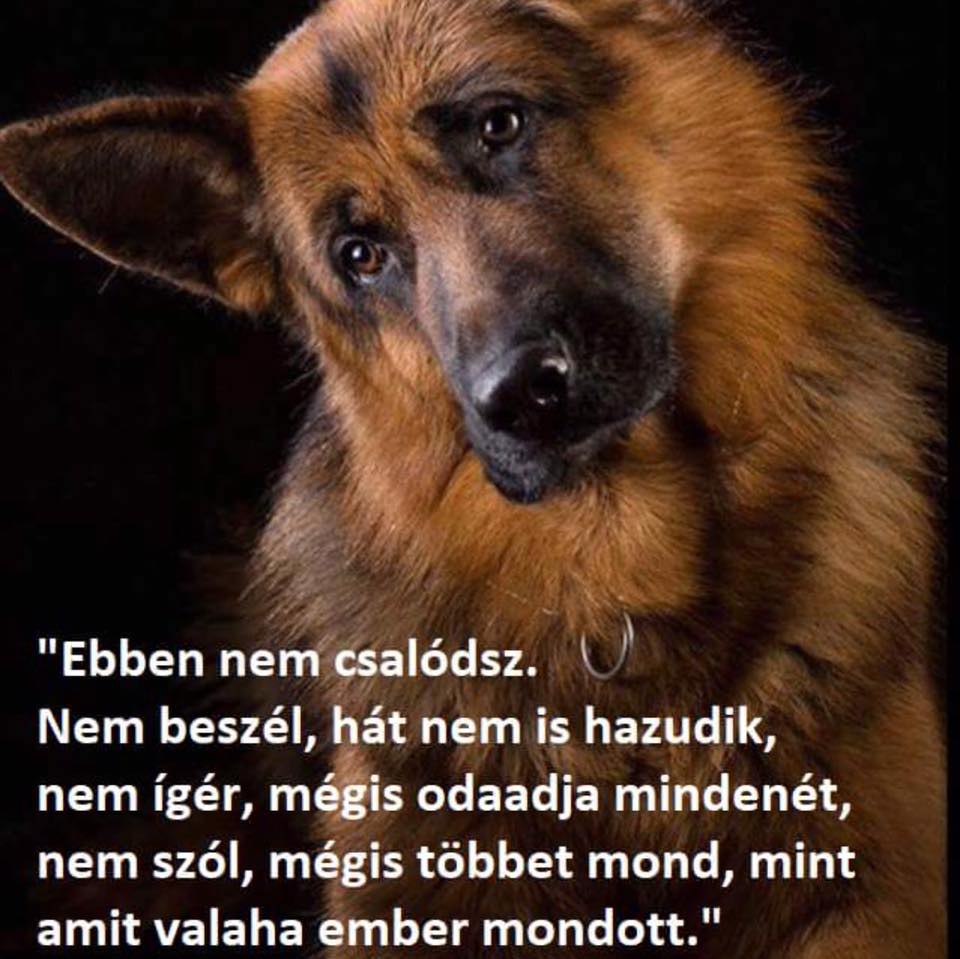 Kis kócos , koszos …... - Otthontalanok Állatvédelmi Csoport | Facebook