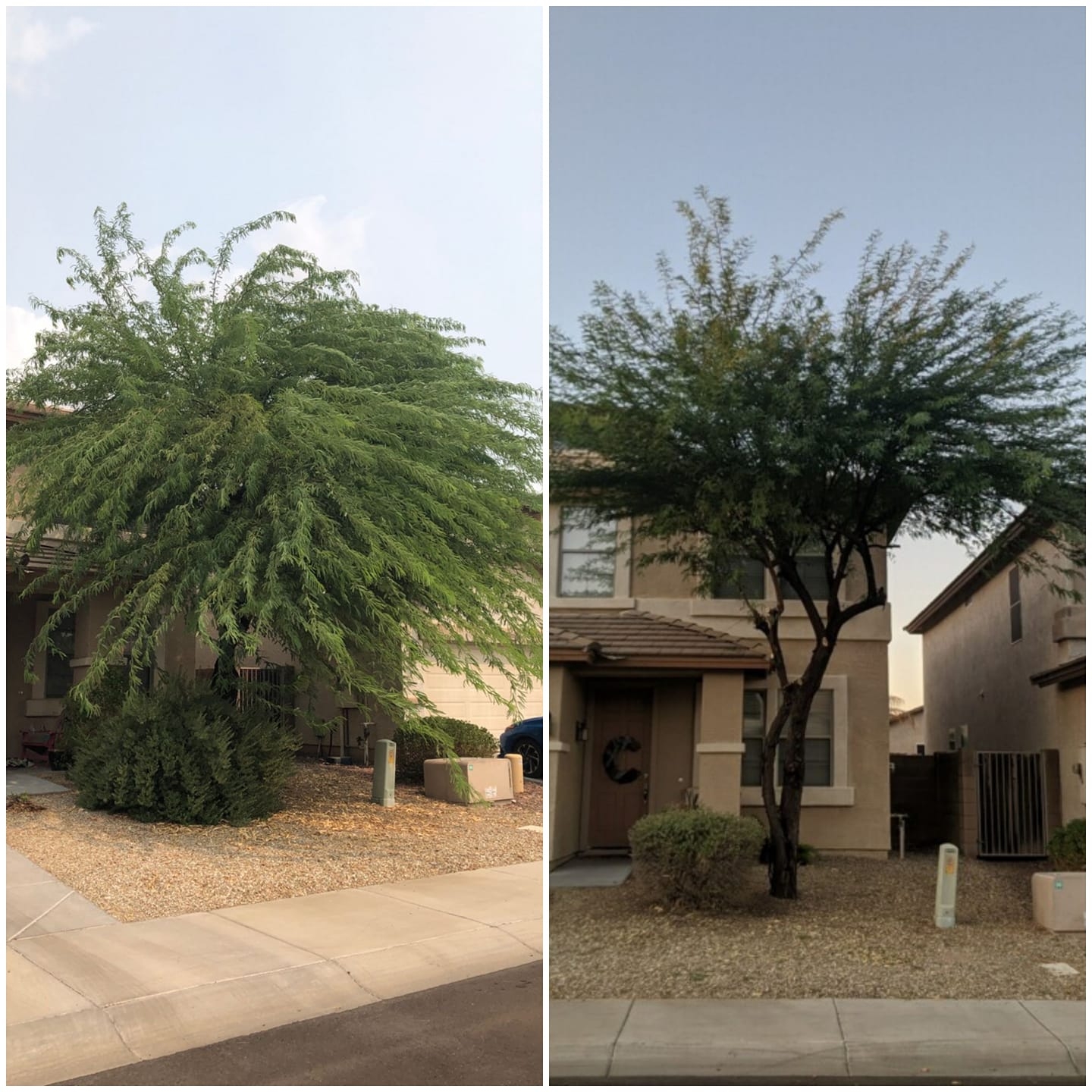 Out on a limb tree care | Surprise AZ