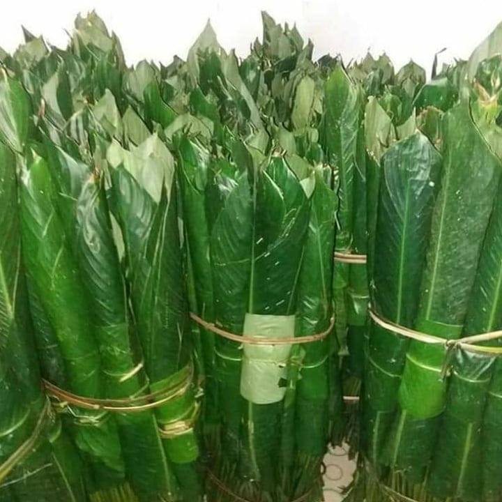 Lá rong gói bánh chưng