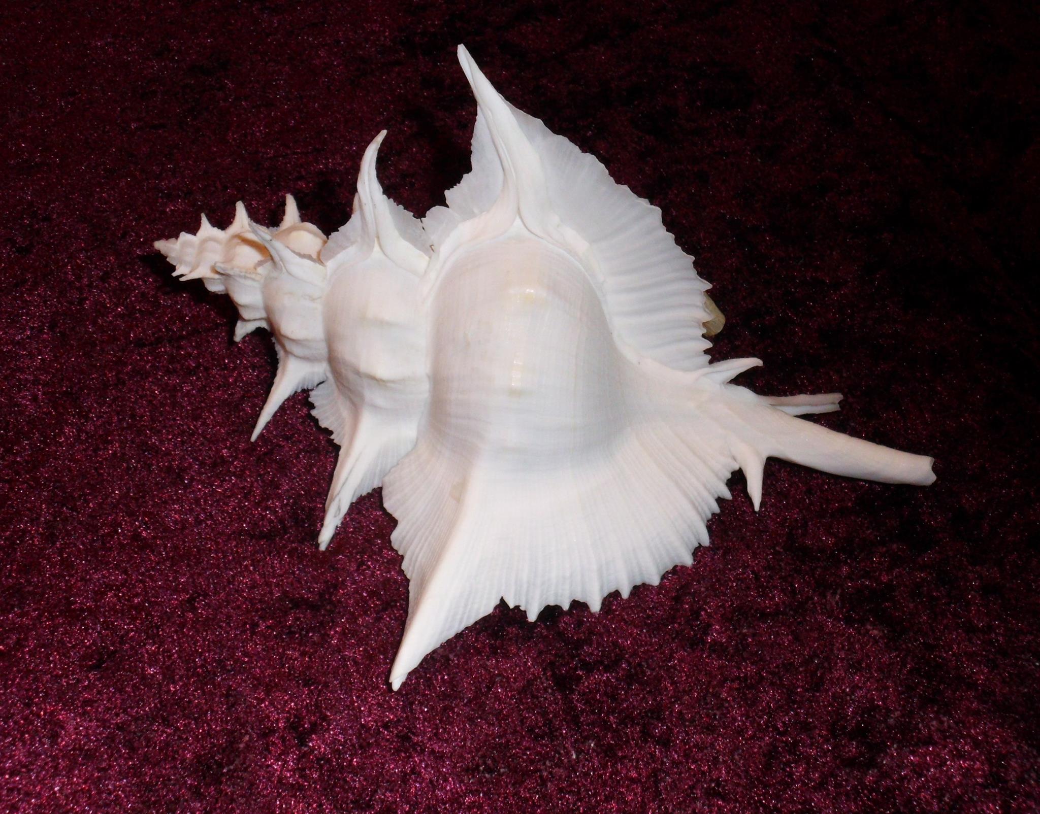 Beautiful seashells / conch collection
