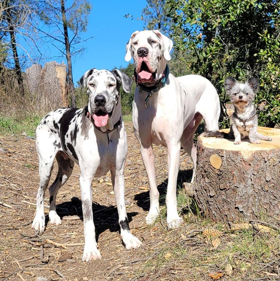 Big Dog RV