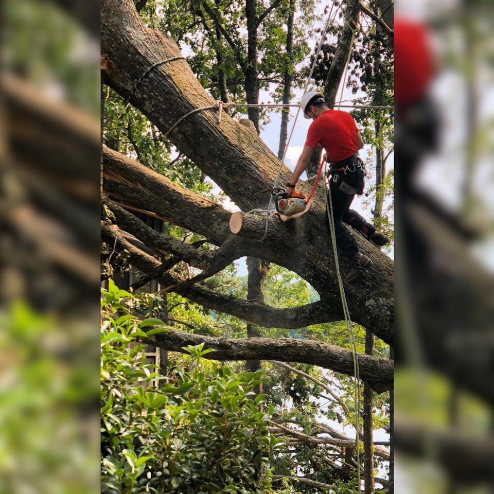 J’S Woodpecker Tree Service | Acworth GA