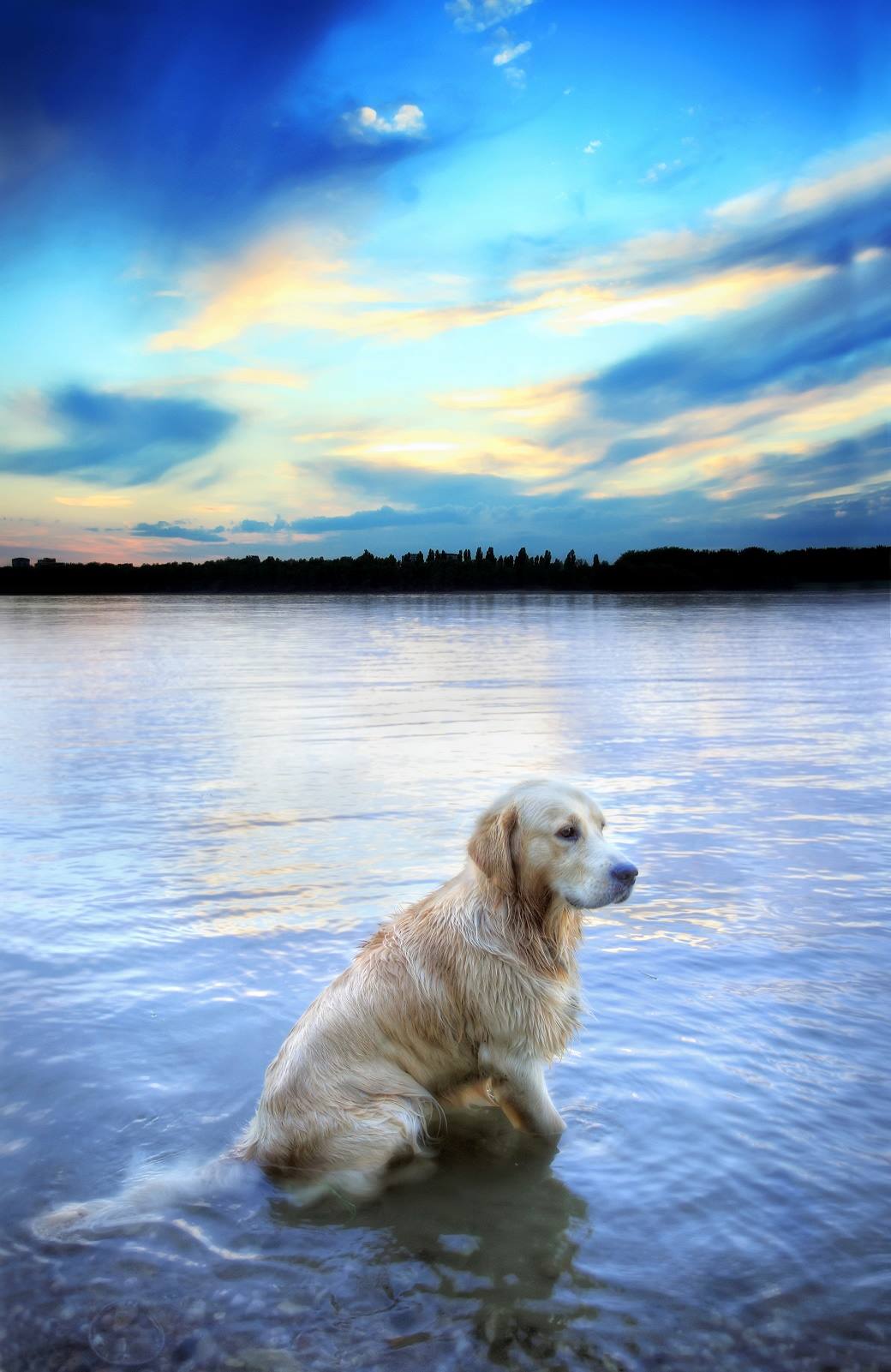 Chinook Canine Rehab | Lethbridge AB
