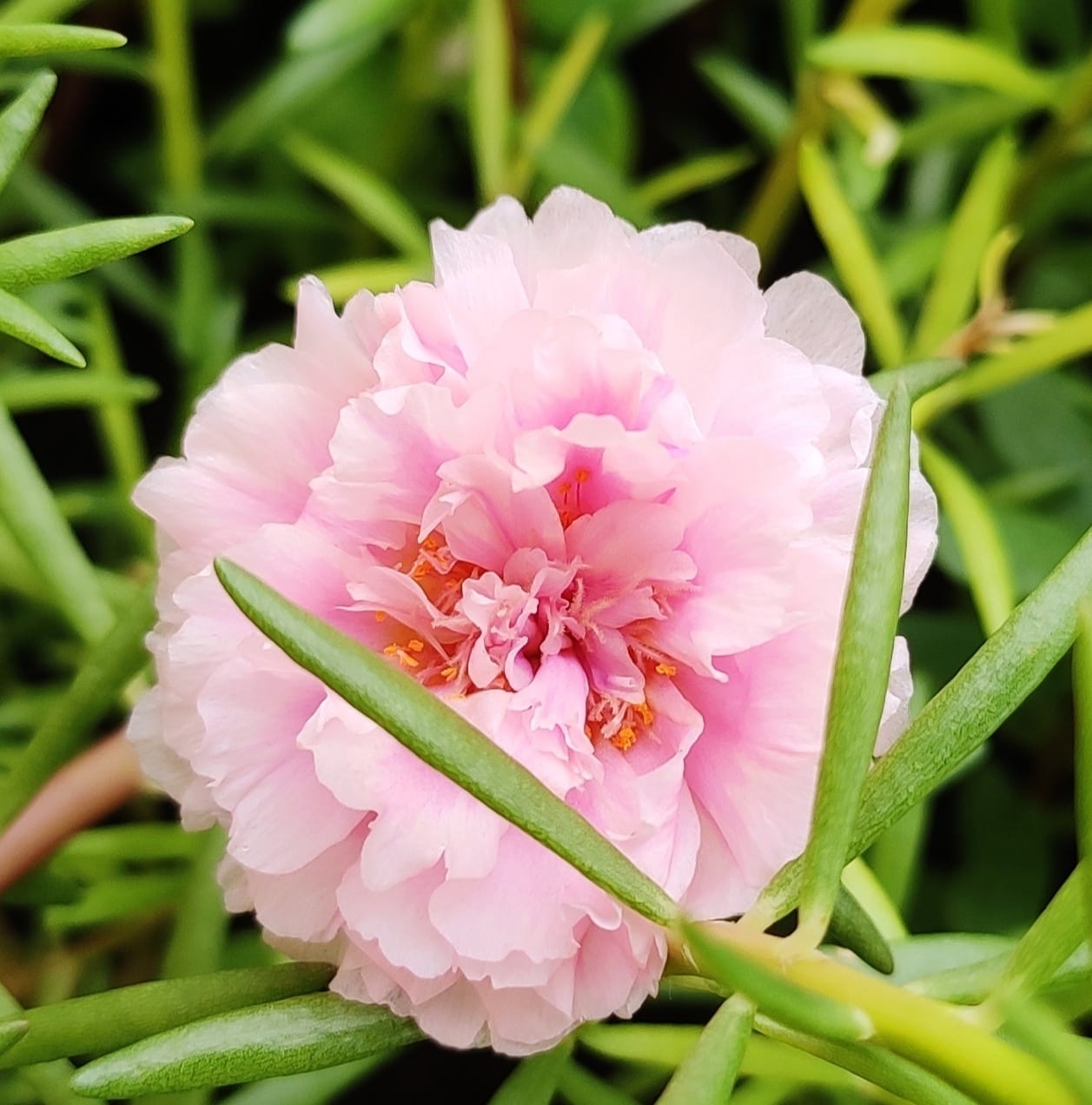 Moss rose