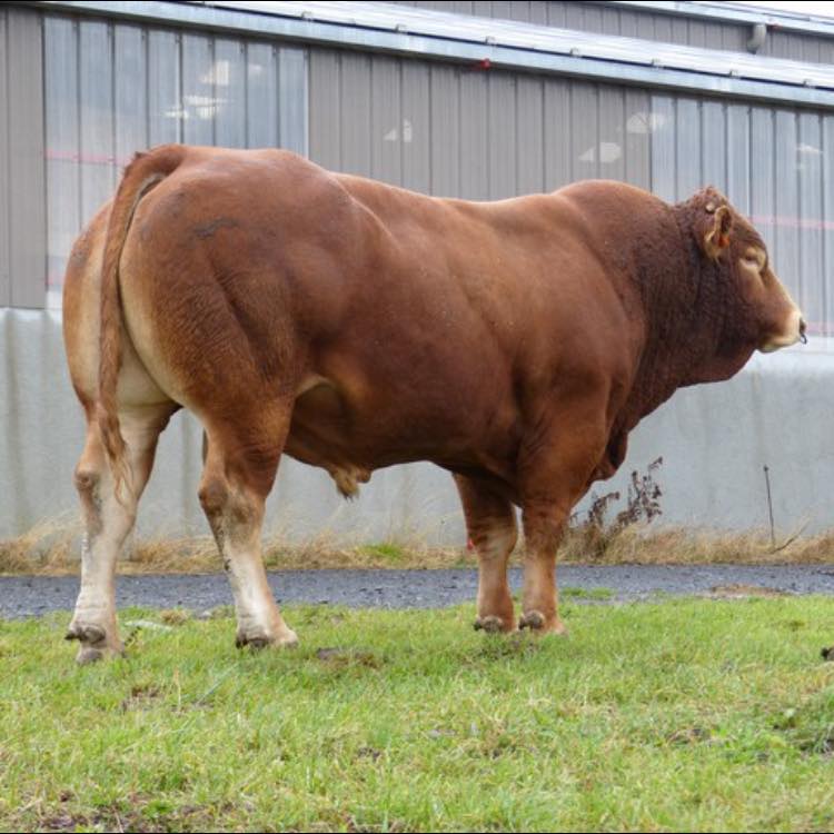 Elevage Limousin Rouchès | Thérondels