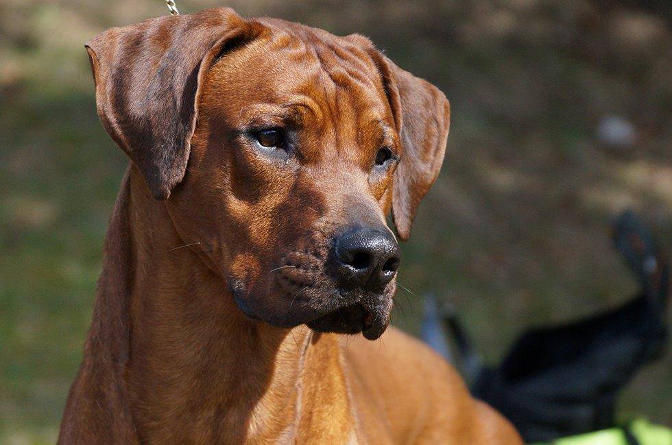 Ushindi Rhodesian Ridgebackkennel www.ushindi-ridgebacks.com