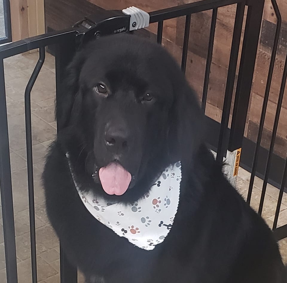 Sassy Pups Grooming | Mount Holly NC