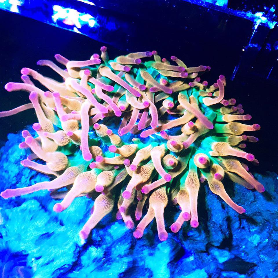 Salt Bros Coral | Canyon TX