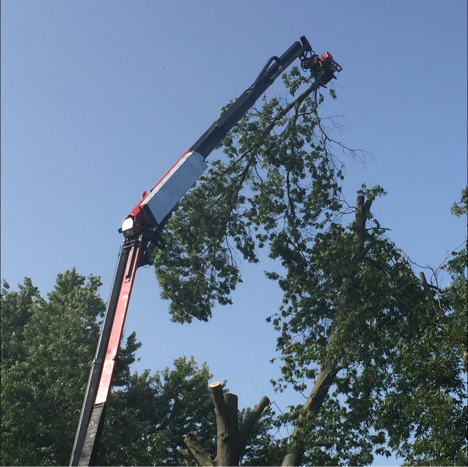 Top Notch Tree Service