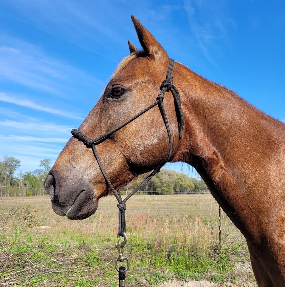 Rusty Star Ranch | Perry FL