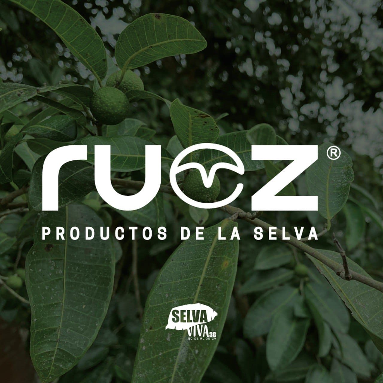 Conoces los beneficios del árbol de ramón 