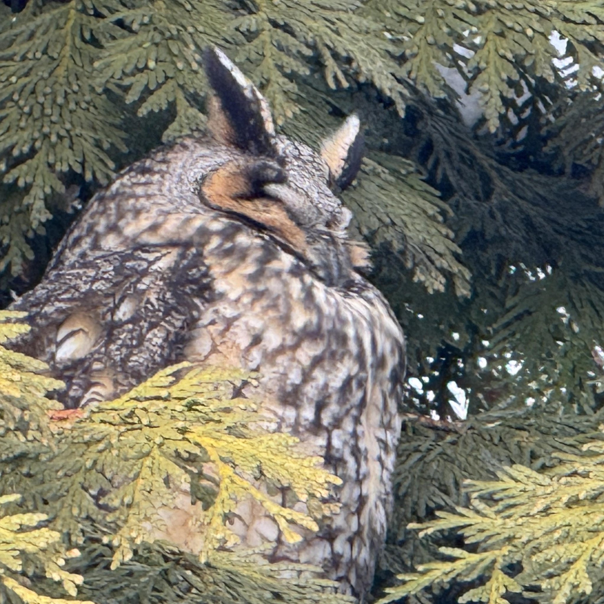 Canadian Amateur Photography | Ruffled Grouse (Male) - The male ruffled ...