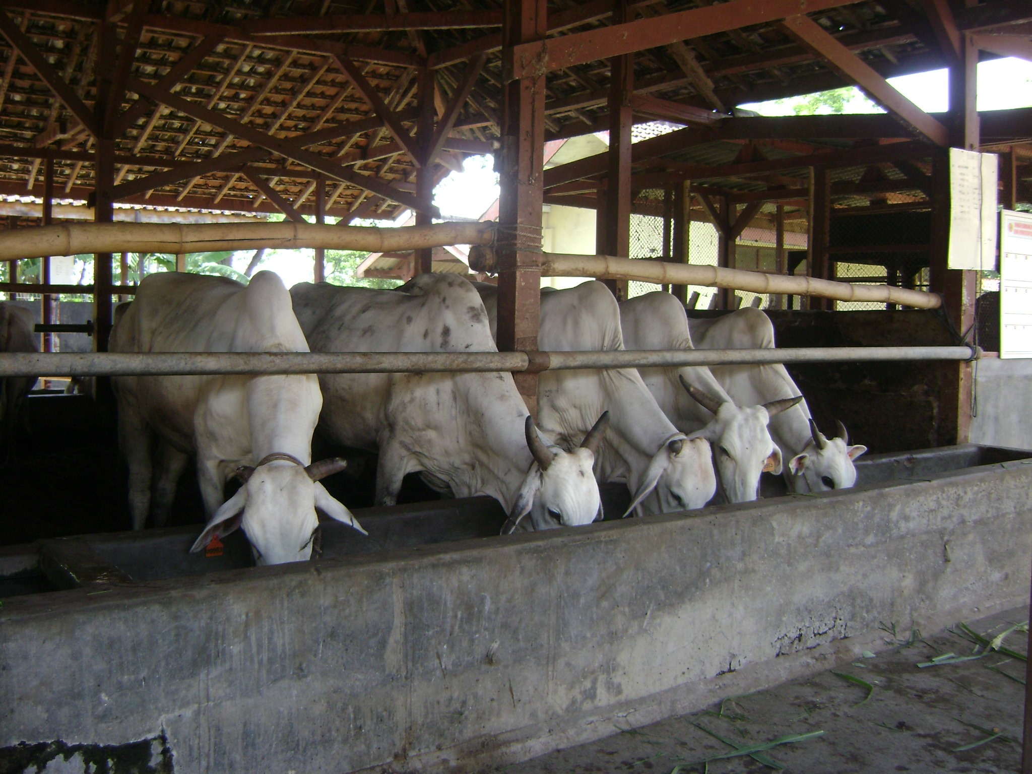 Sapi Po Kebumen | Kebumen