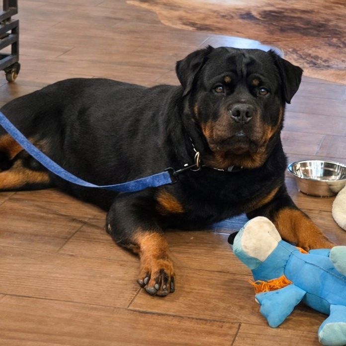 Mondtal German Rottweilers | New River AZ