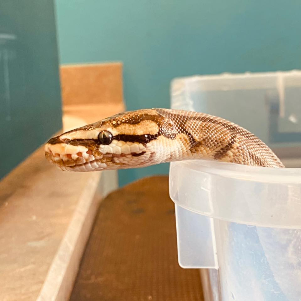 RYKER the BALL python