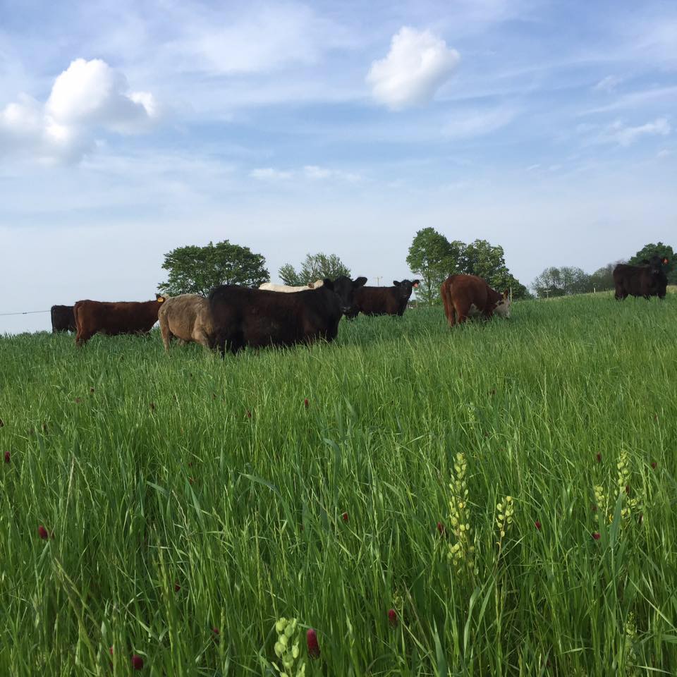 Deep Roots Ranch, LLC | Chelsea MI