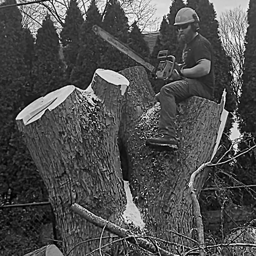 Top Knot Arborists Winchester MO