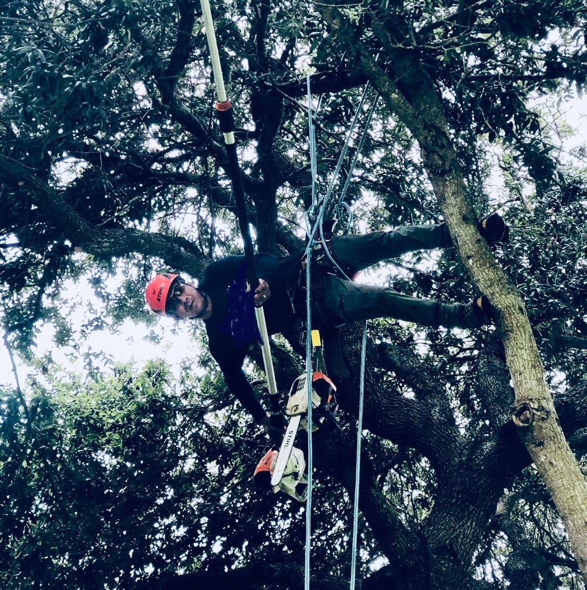 Kwik Tree