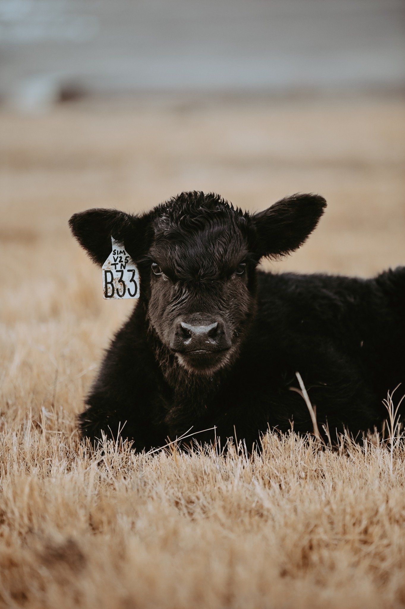 Sorensen Angus Ranch | Lake Shore UT