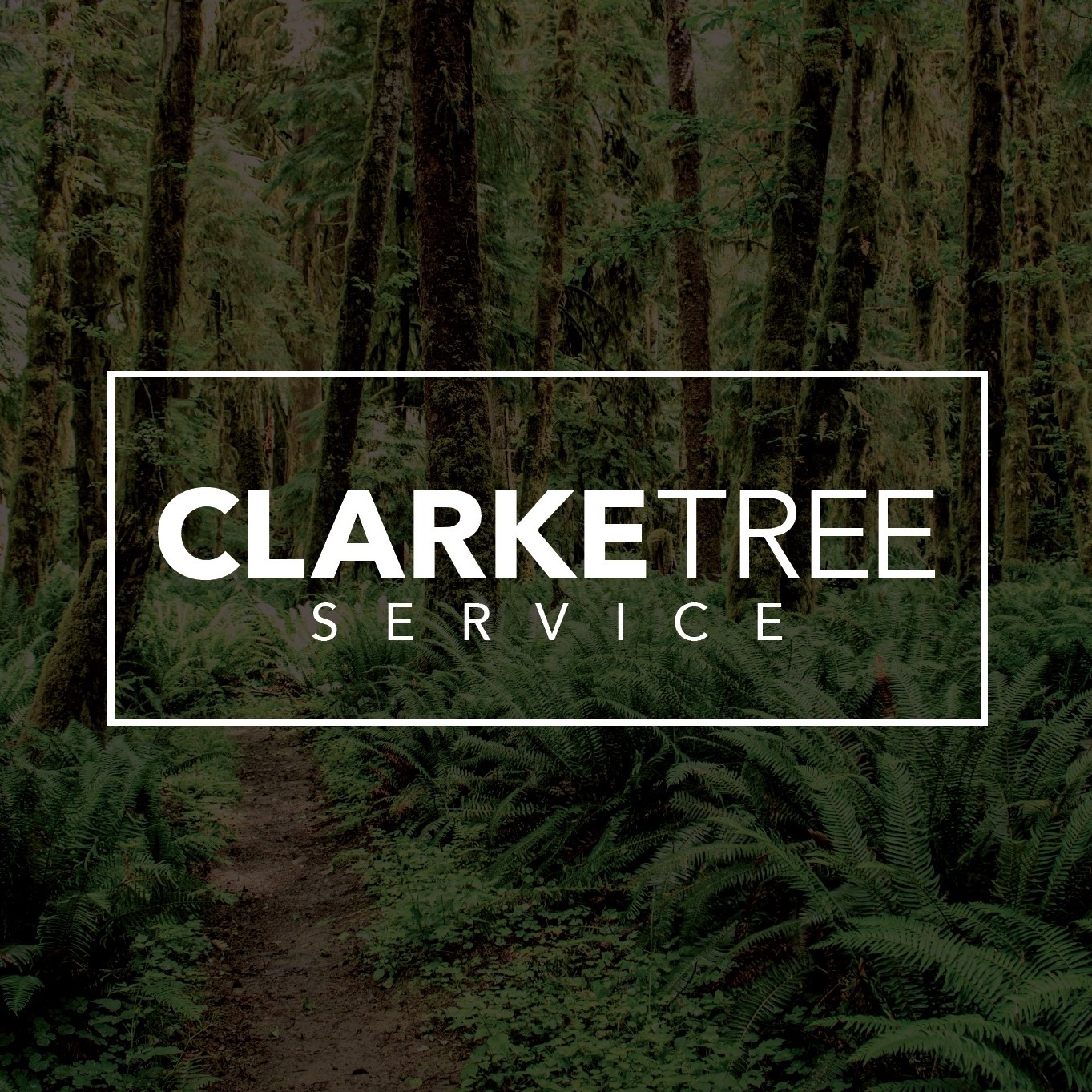 Clarke Tree | Oakville ON