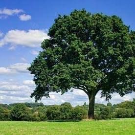 Emery Tree Service of PA, Inc.