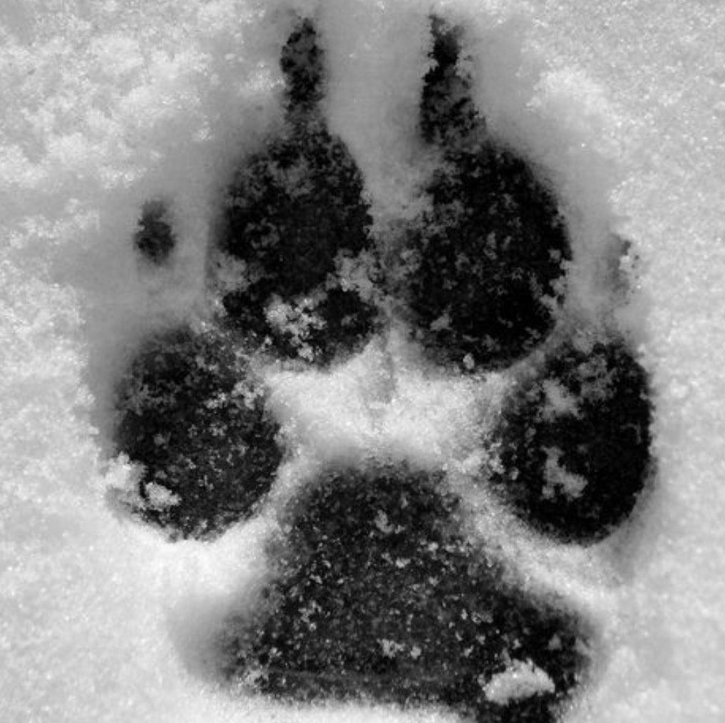 You can still shop local and have the convience of having your pet's ...
