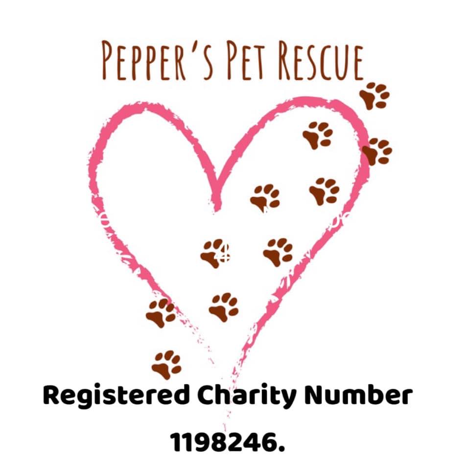 Rare Animal Adoption Process