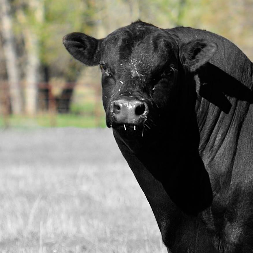 FairView Angus Ranch | Big Timber MT