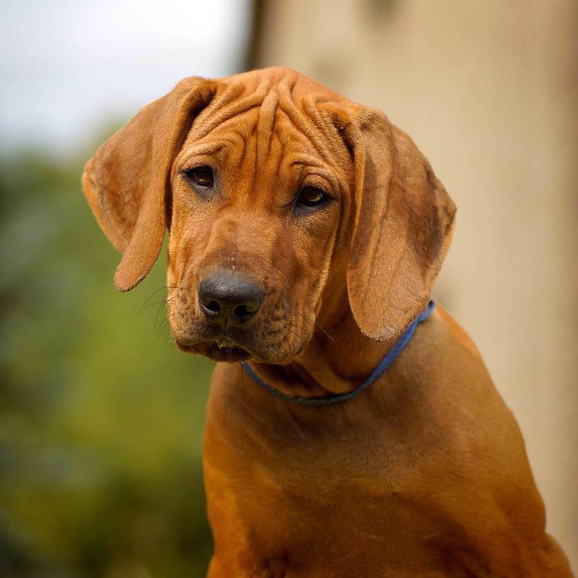 Élevage Rhodesian Ridgeback - De la Noche Toledana - 🇫🇷 National Dog ...