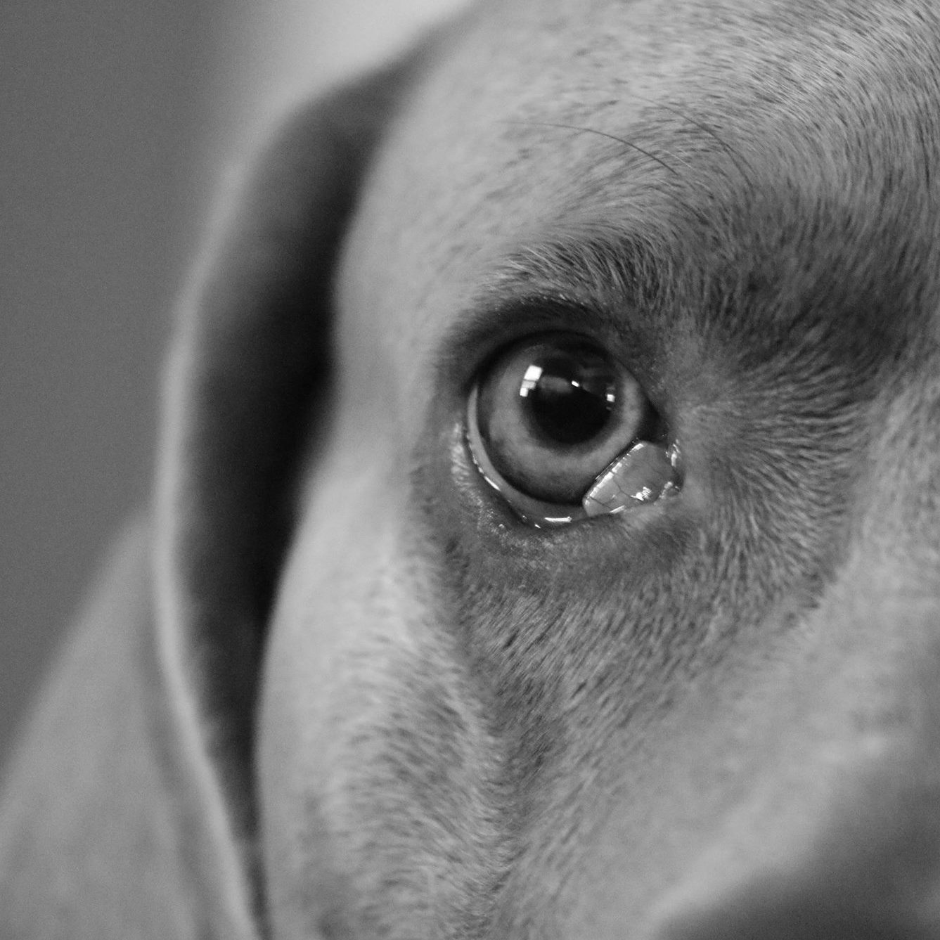 Please do this one thing!!! #CHECKYOURDOGDAY #CYDD #TEAMRIGBY National ...