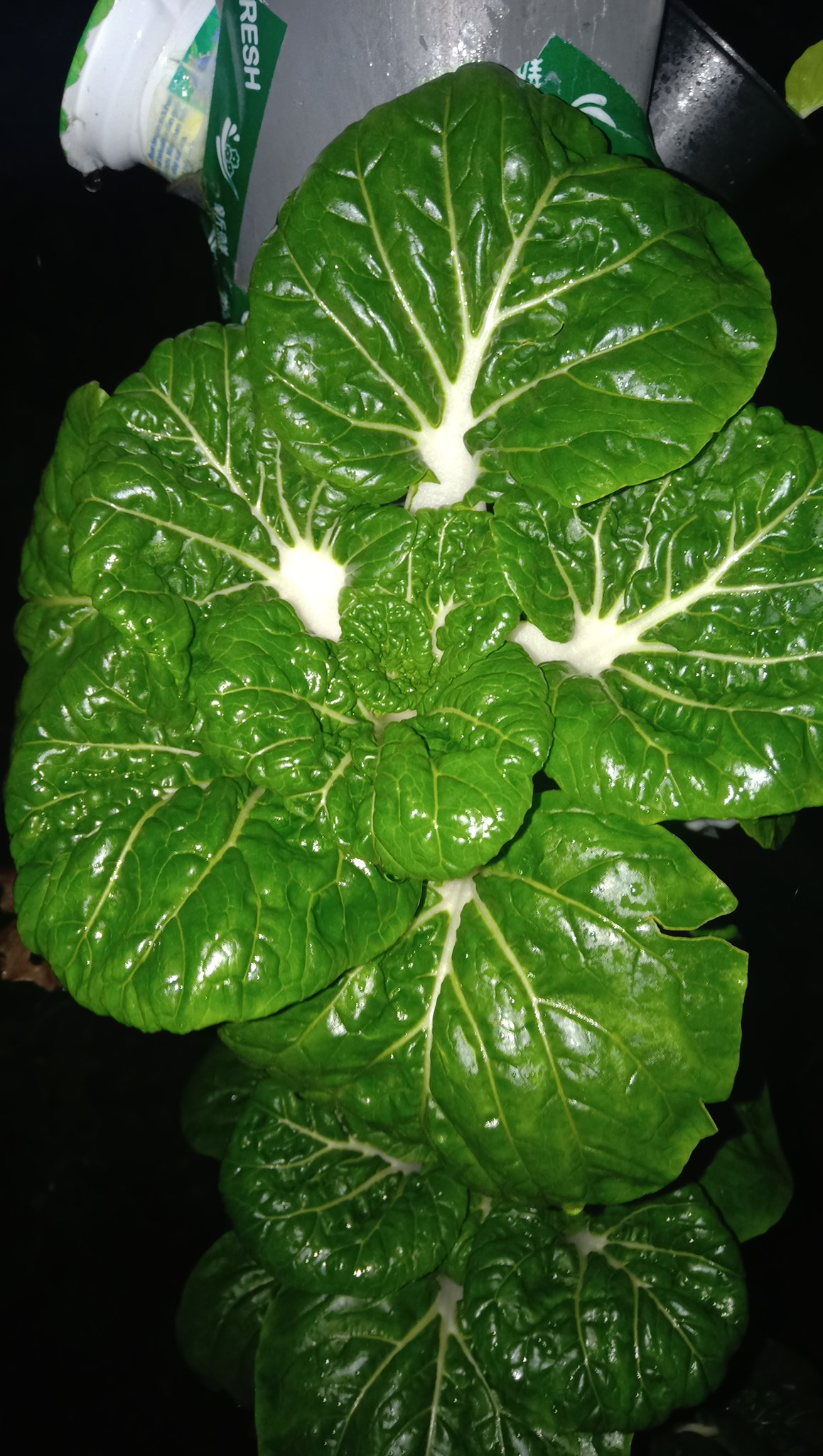 Saka green