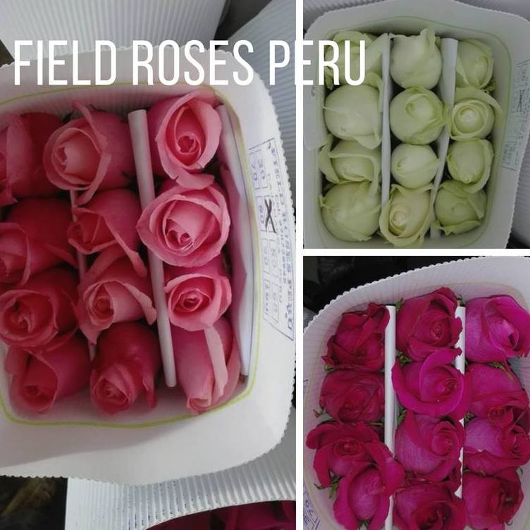 FIELD ROSES PERU SAC