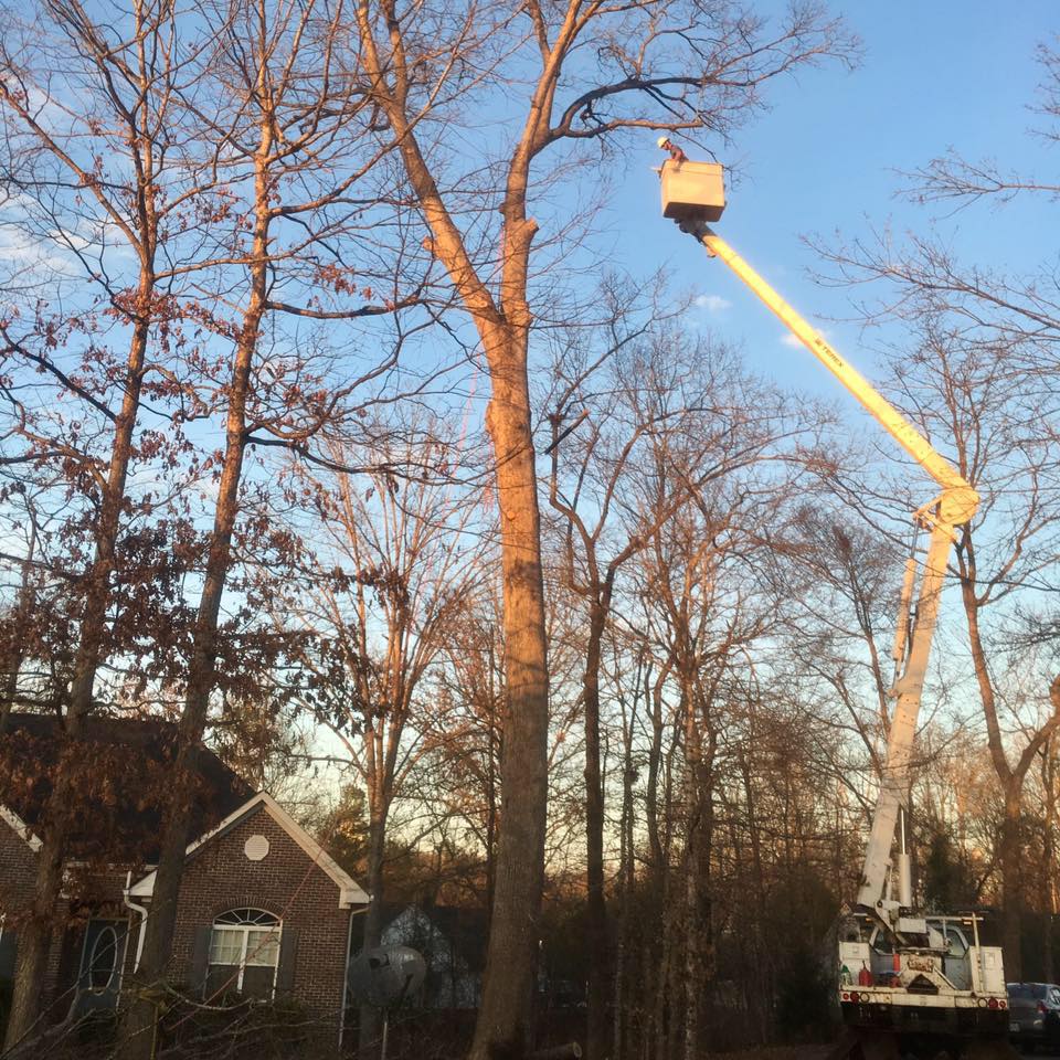 Superior Tree Service | Cornelia GA