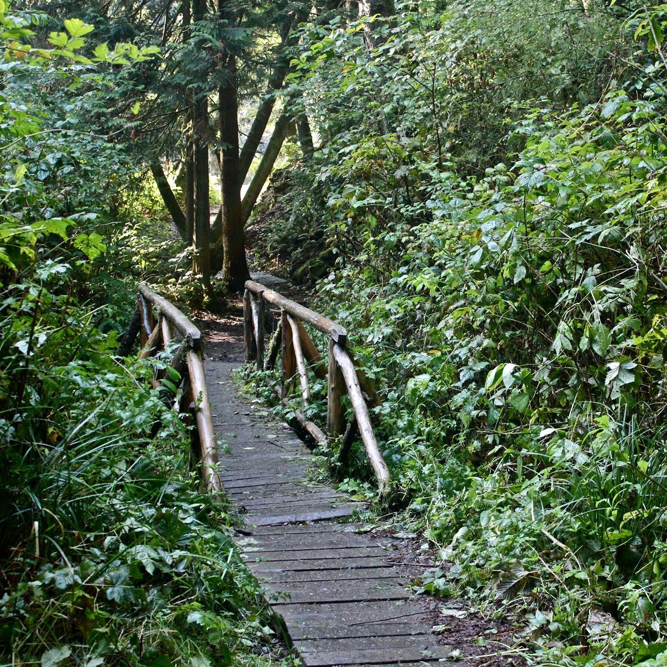 Button Lane Books | Spanaway WA