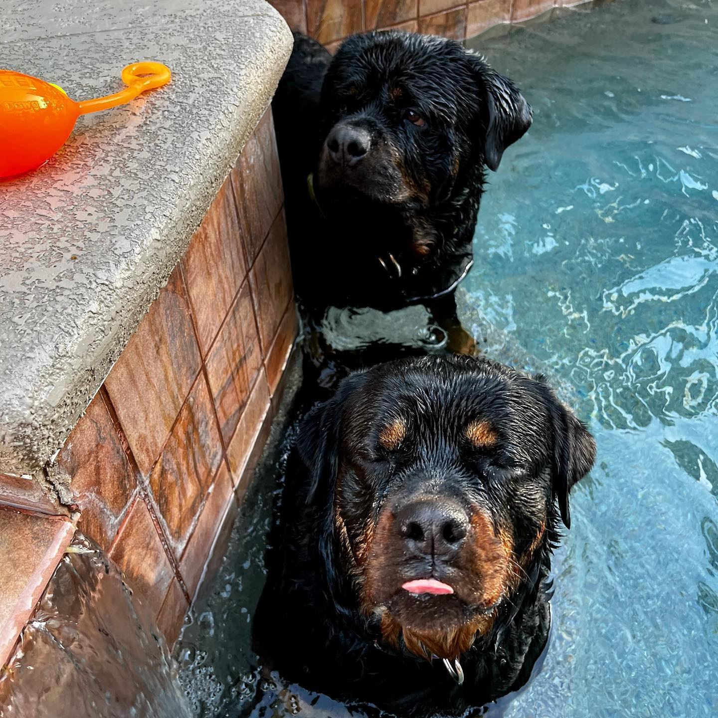 Rottweilers Engel Herzen - Happy Late Night🌙🌗🌛#tot #latenight #hanz # ...