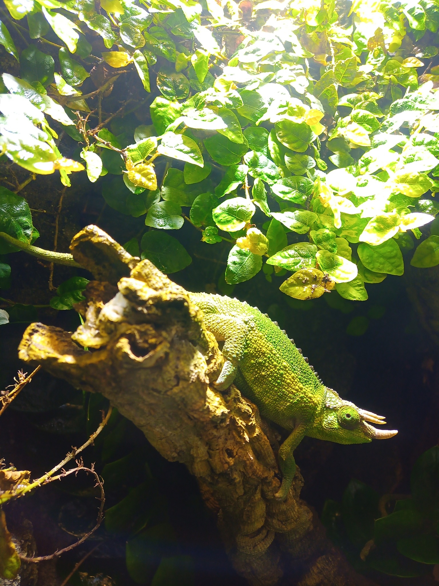 Different types of snakes | I just found out that there is a white vine ...