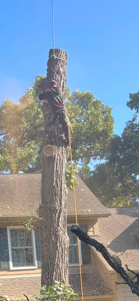 Angel Tree Removal Services | Aurora IL
