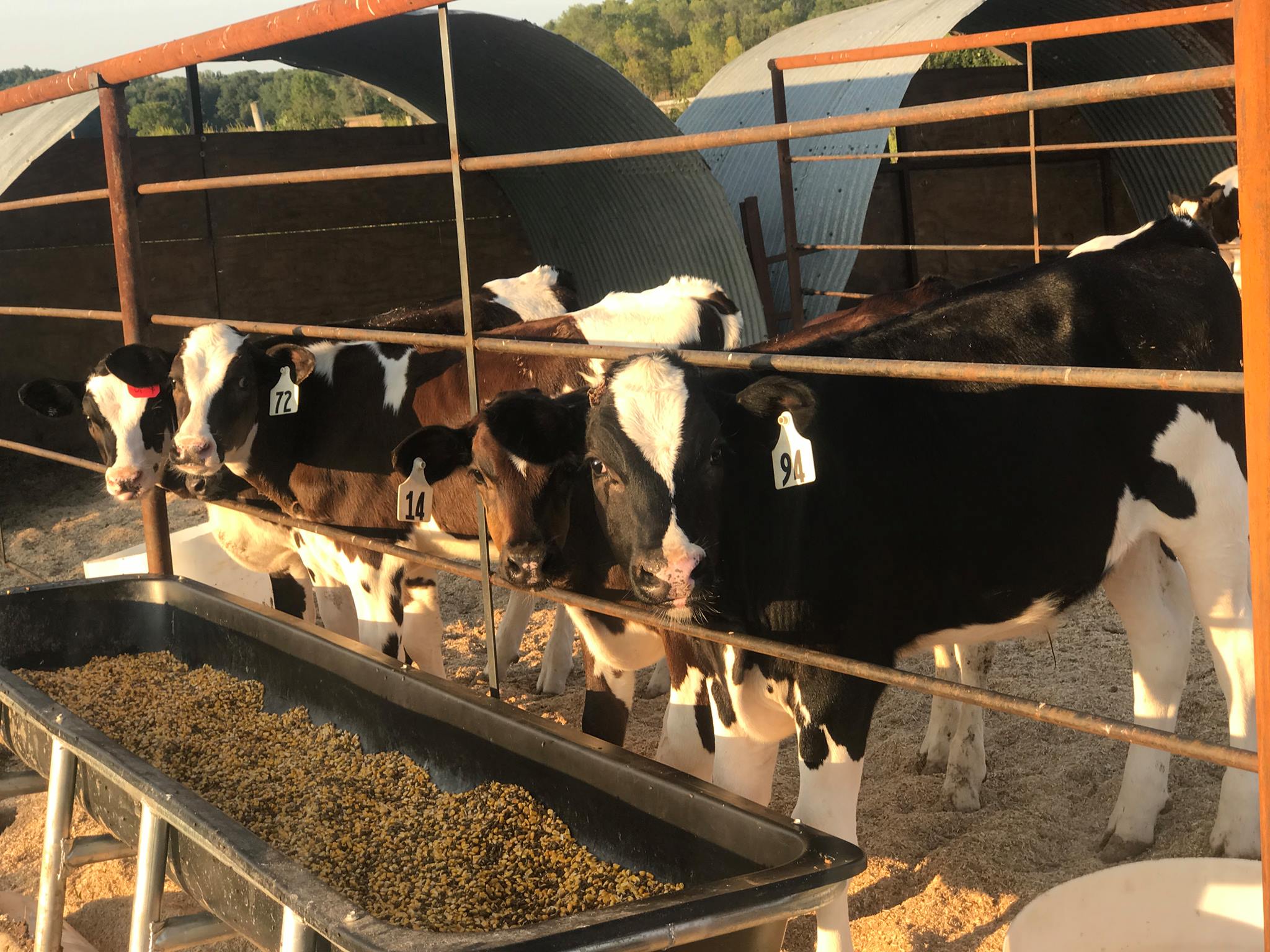 Schumachers Cattle Company LLC