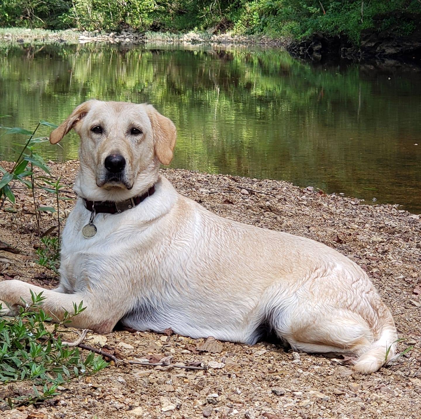 Qualls Labradors | Poplar Bluff MO