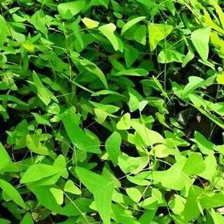 Beymaa Herb'ss Daun Rerama Asli