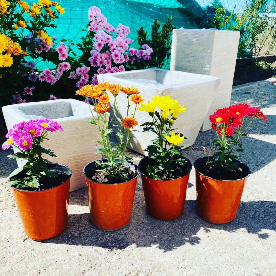 plantas-y-macetas-c-rdoba