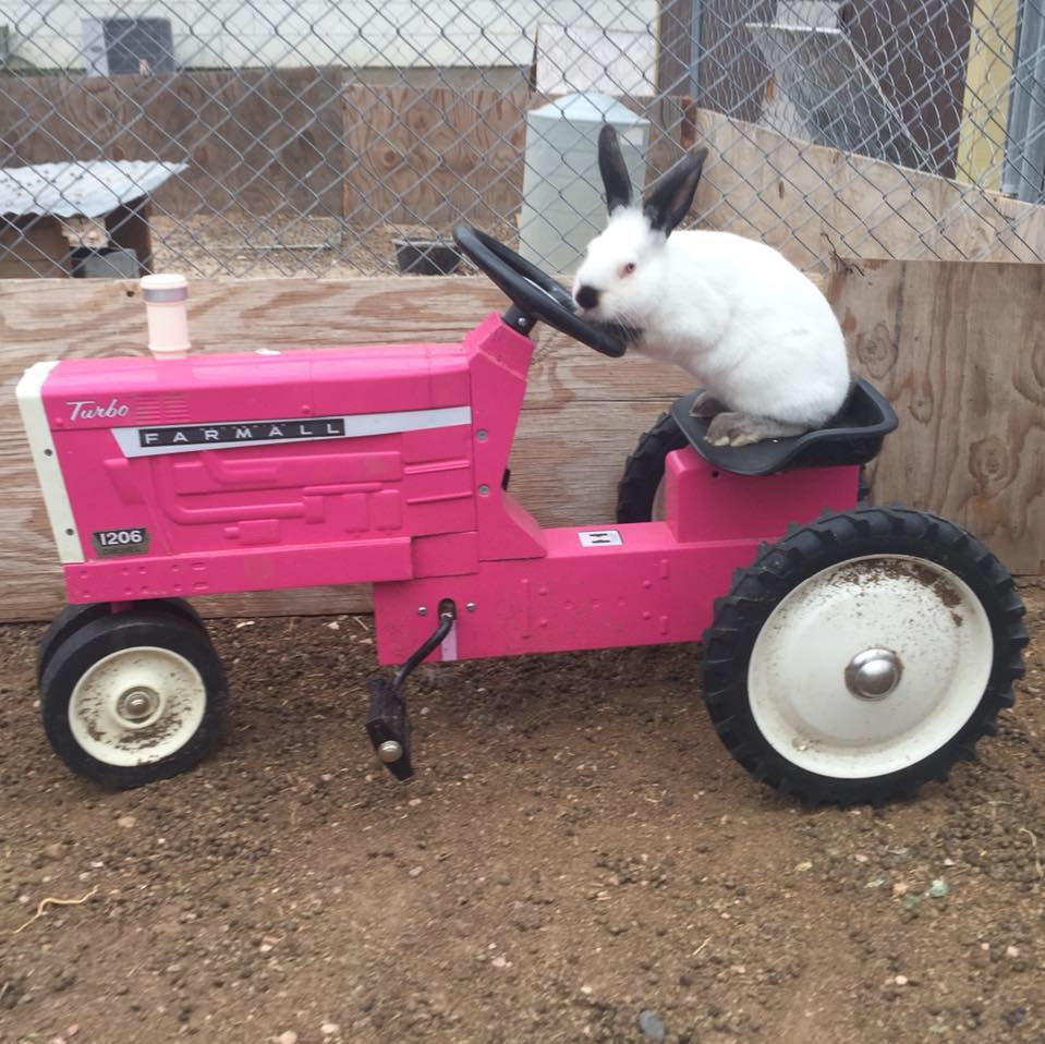 The Talmadge barn and MM Rabbits